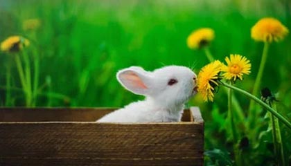 蜜芽在线看高清电影：把高清观影带回家的日常